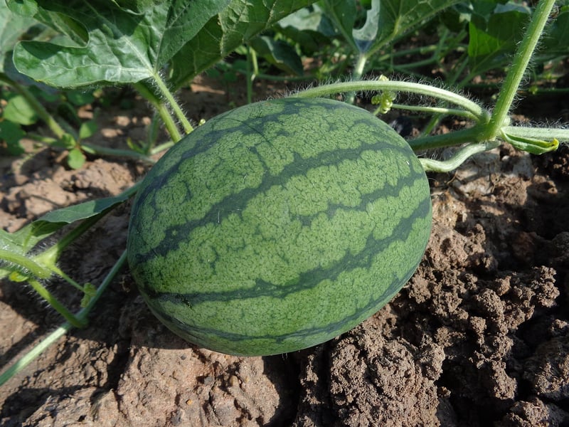 Watermelon Pizza